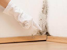 Mold Remediation for Rental Properties in Finderne, NJ